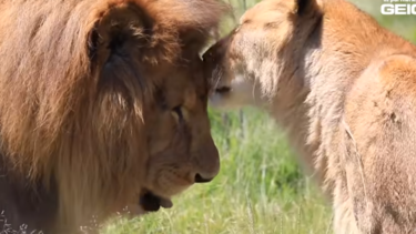Emocionante reacción de una pareja de leones de circo liberada