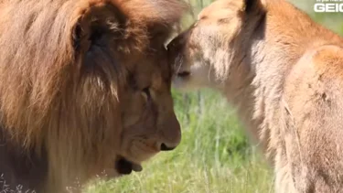 Emocionante reacción de una pareja de leones de circo liberada