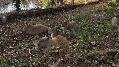 Carpinchos en el country Abril: vecinos sin control ahora mataron a un grupo de animales y el caso llega a la Justicia Carpinchos en el country Abril: vecinos sin control ahora mataron a un grupo de animales y el caso llega a la Justicia