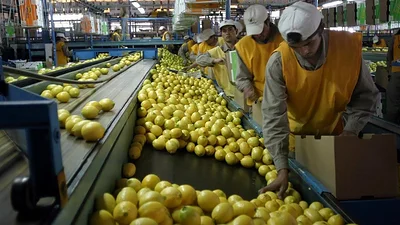 La "Mancha Negra": cómo es la enfermedad que provocó la suspensión de la exportación de limones a Europa La "Mancha Negra": cómo es la enfermedad que provocó la suspensión de la exportación de limones a Europa