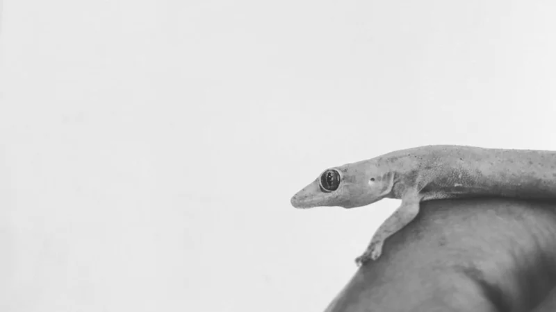 De no creer: Filman a un extraño lagarto con extremidades humanas