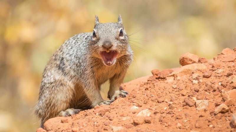 Alarma en Estados Unidos por una ardilla con peste bubónica