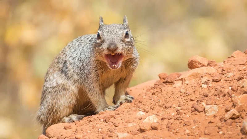 Alarma en Estados Unidos por una ardilla con peste bubónica