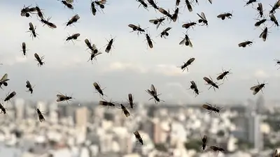 Video: terror por enjambres de hormigas voladoras en Reino Unido Video: terror por enjambres de hormigas voladoras en Reino Unido