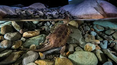 Encontraron una extraña tortuga con pico de águila y cola de cocodrilo Encontraron una extraña tortuga con pico de águila y cola de cocodrilo