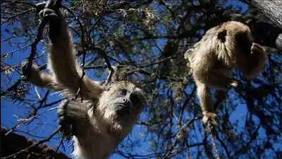 Una banda de monos aulladores sorprendió a La Plata Una banda de monos aulladores sorprendió a La Plata