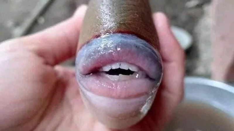 Capturan un insólito pez con labios y dientes humanos