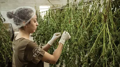 Consideran "un hecho histórico" el proyecto para impulsar la industria del cannabis medicinal Consideran "un hecho histórico" el proyecto para impulsar la industria del cannabis medicinal