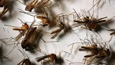 Señalan la importancia del "trabajo mancomunado" para enfrentar el brote de mosquitos Señalan la importancia del "trabajo mancomunado" para enfrentar el brote de mosquitos