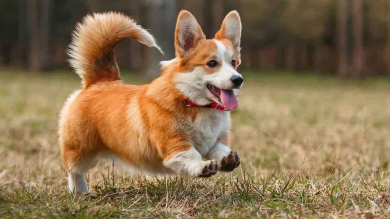 Día Mundial del Perro: ¿por qué se celebra el 21 de julio?
