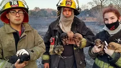 Bomberos rescatan a siete cachorros de un incendio en Escobar Bomberos rescatan a siete cachorros de un incendio en Escobar