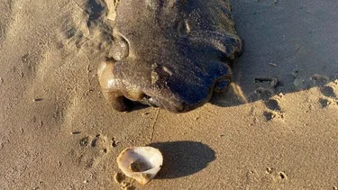 El extraño animal que llamó la atención de todo el mundo