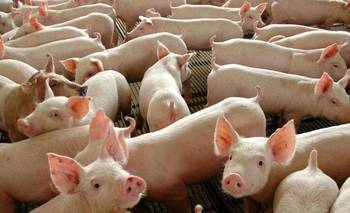 Por un tipo de cambio barato volvió a crecer fuerte la importación de alimentos | Importaciones