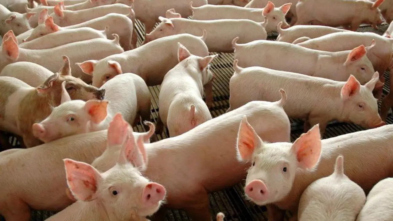 Por un tipo de cambio barato volvió a crecer fuerte la importación de alimentos