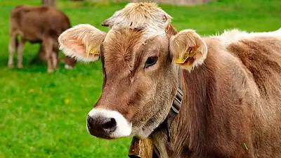 Crisis de la banana en Argentina: ¿Por qué las vacas las están comiendo? Crisis de la banana en Argentina: ¿Por qué las vacas las están comiendo?