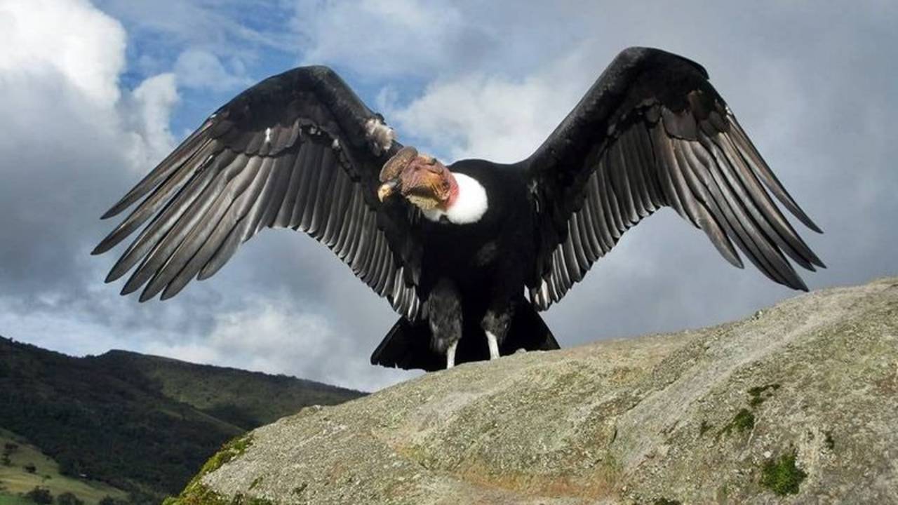 Increíble descubrimiento argentino sobre el cóndor andino