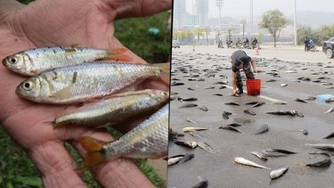 Lluvia de peces: de qué se trata y cómo se explica el fenómeno natural