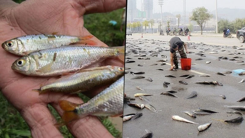 Lluvia de peces, el extraño fenómeno natural que sucede en Yoro, Honduras