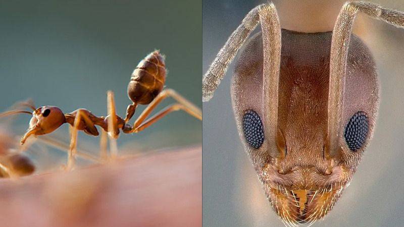 Las hormigas argentinas invaden el mundo