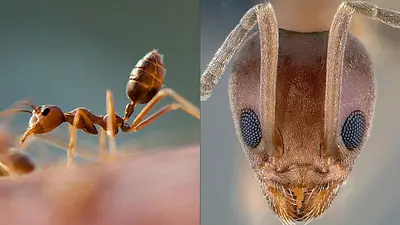 Las hormigas argentinas invaden el mundo Las hormigas argentinas invaden el mundo