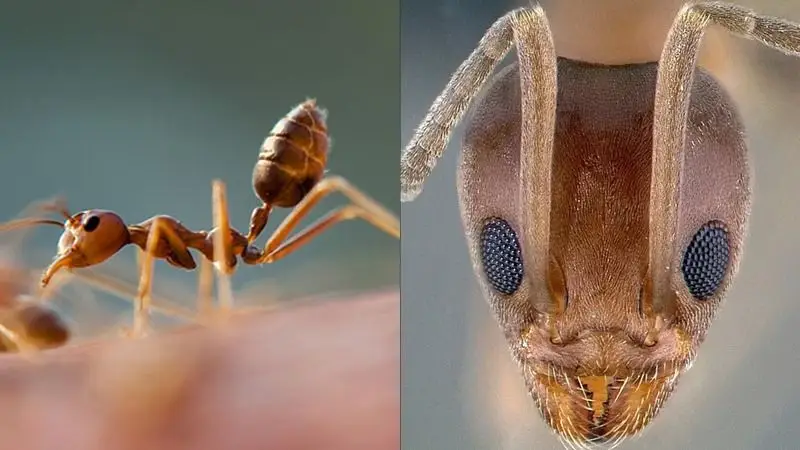 Las hormigas argentinas invaden el mundo