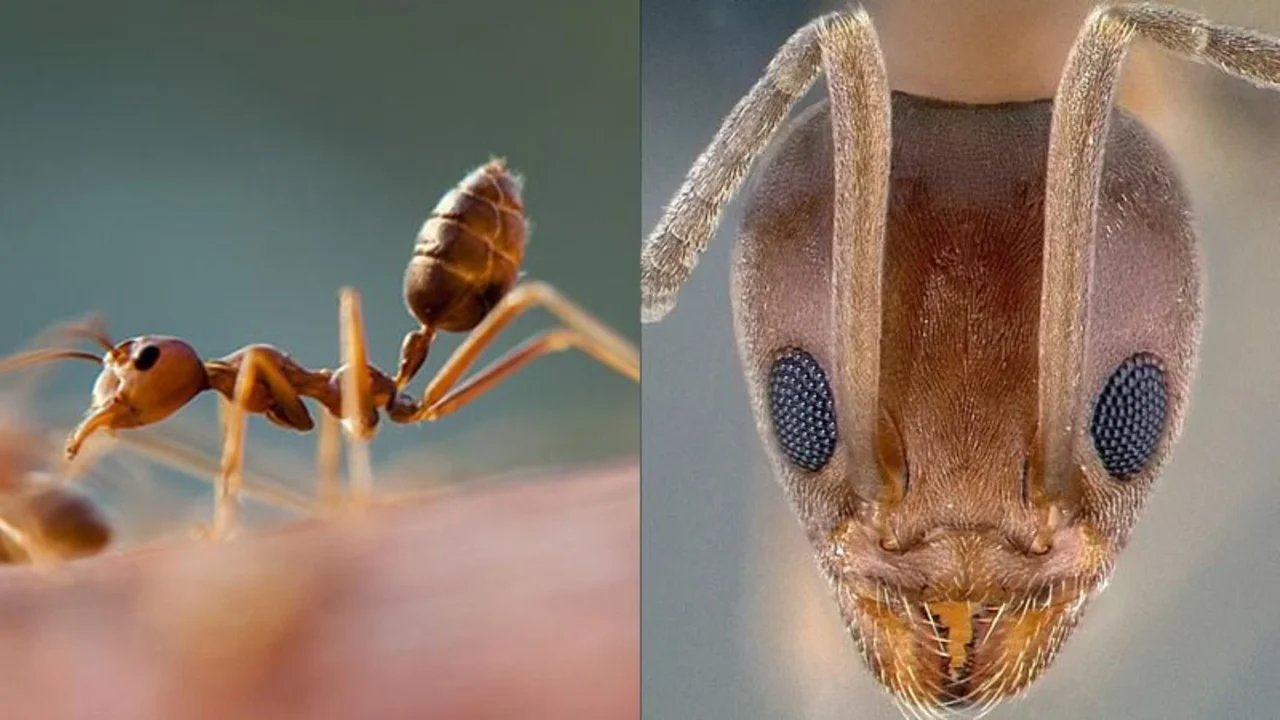 Las hormigas argentinas invaden el mundo