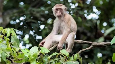 Mono macaco Mono macaco