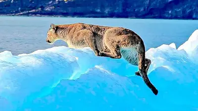 Un puma en un iceberg de Lago Argentino Un puma en un iceberg de Lago Argentino