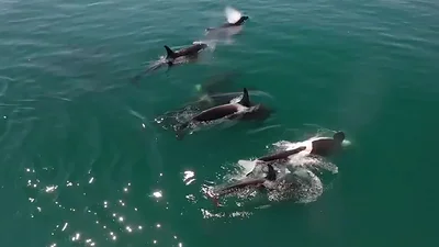 Orcas Orcas
