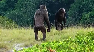 Chimpancés Chimpancés