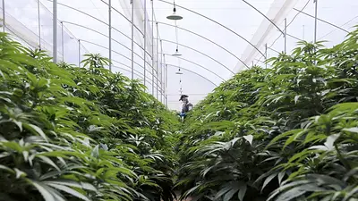 El gobierno ratificó el desarrollo de la industria del cannabis El gobierno ratificó el desarrollo de la industria del cannabis