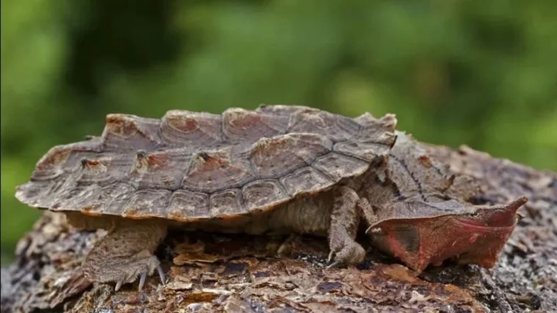 Colombia devolvió a su hábitat natural más de 1.900 animales rescatados, desde tortugas hasta serpientes