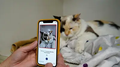 App gatos App gatos
