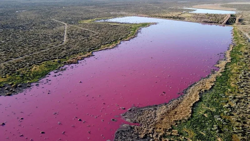 Una laguna se tiñó de rosa en Chubut