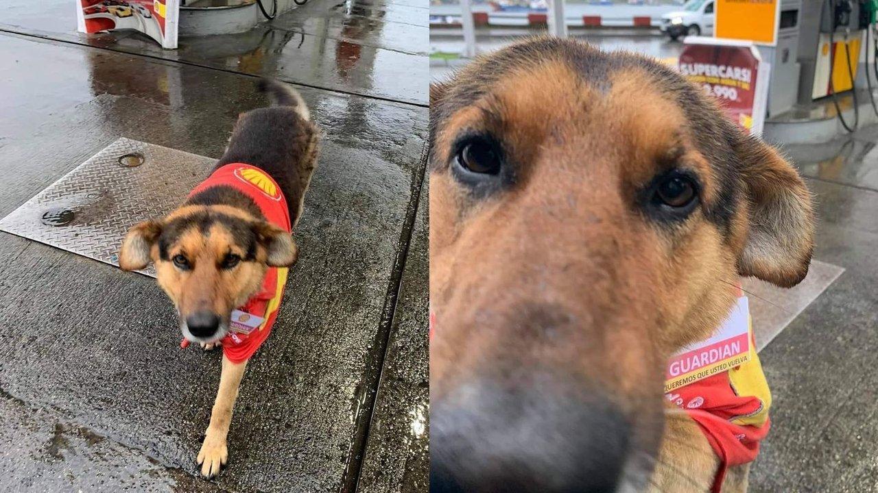 Perro callejero llamado Guardián trabaja en una estación de servicio en Chile