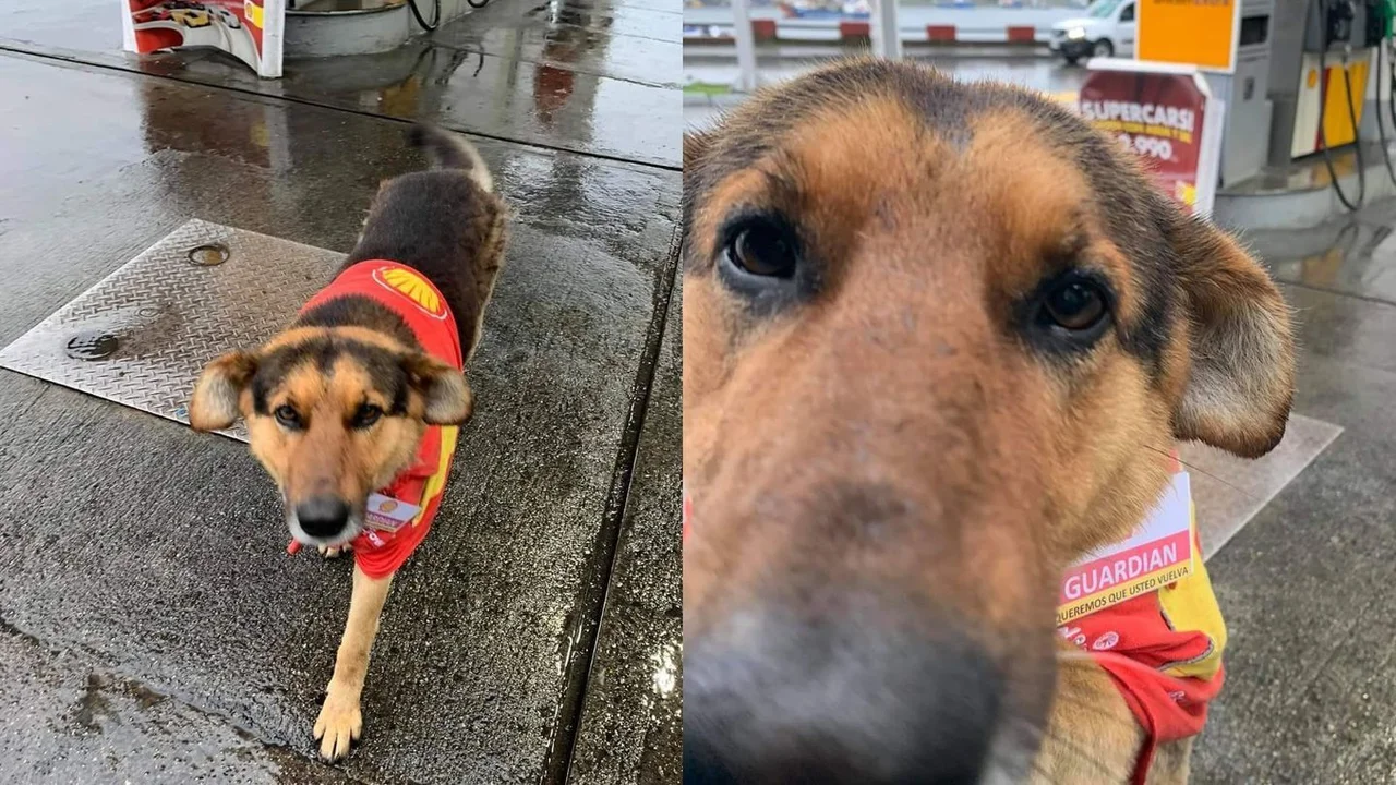 Perro callejero llamado Guardián trabaja en una estación de servicio en Chile