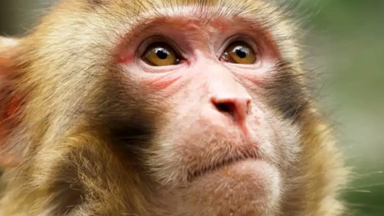 Viruela del mono: la OMS advierte que el brote evoluciona rápidamente
