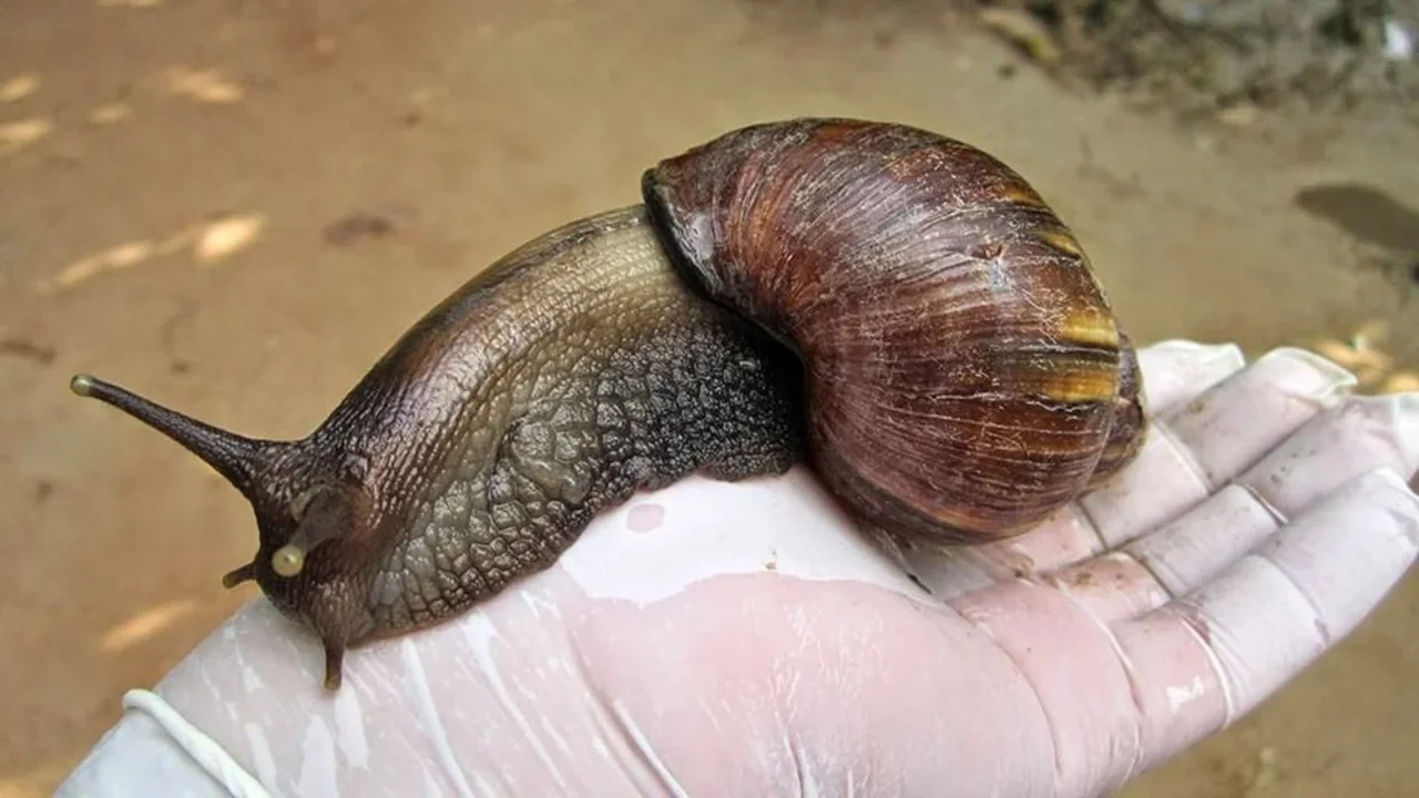 Caracol gigante africano: la noticia que alarmó a todo Florida, Estados Unidos, y que recordó su presencia en Argentina