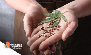 El CONICET lanzó las primeras seis variedades propias de cannabis medicinal | Conicet