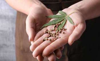 El CONICET lanzó las primeras seis variedades propias de cannabis medicinal | Conicet