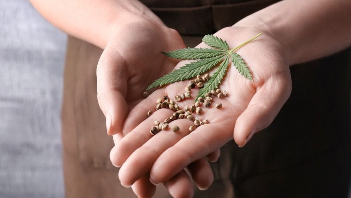 Es legal la venta de semillas de cannabis en Argentina - NOTIFY
