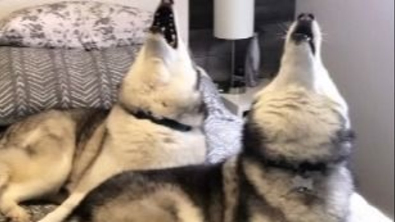 Perros siberianos o huskys: por qué gritan y aullan tan fuerte