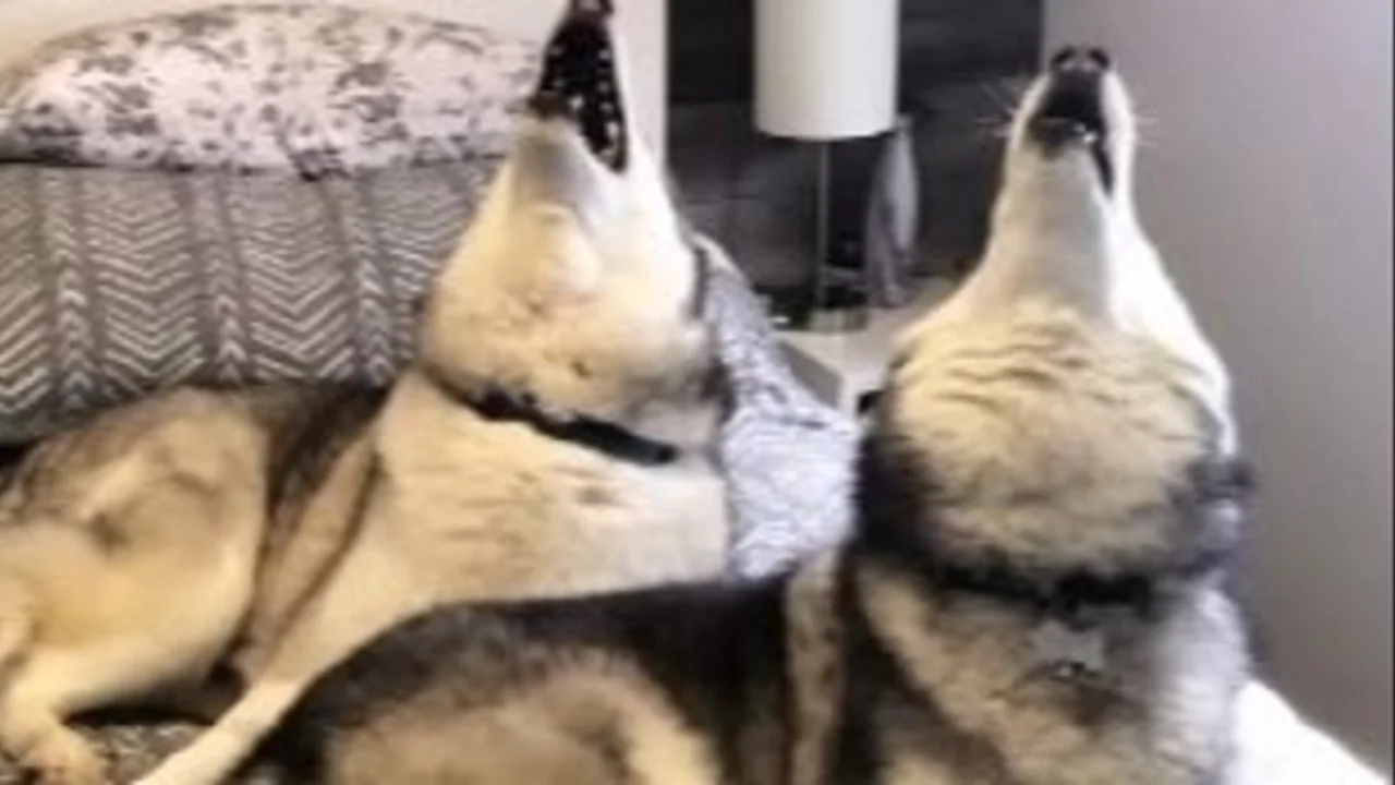 Perros siberianos o huskys: por qué gritan y aullan tan fuerte