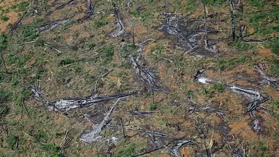 La deforestación en la Amazonia brasileña alcanza un récord en el primer semestre de 2022 La deforestación en la Amazonia brasileña alcanza un récord en el primer semestre de 2022