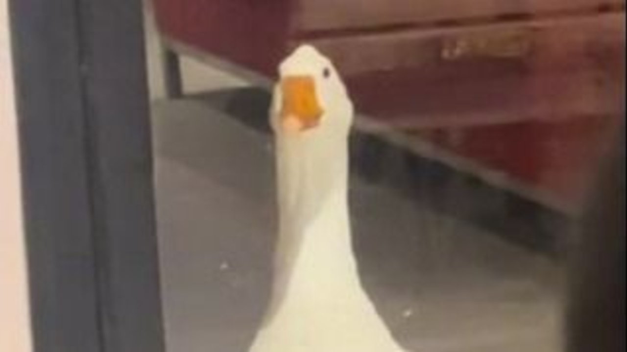 Axel, el ganso doméstico influencer que es viral en Tik Tok