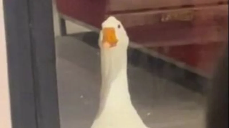 Axel, el ganso doméstico influencer que es viral en Tik Tok