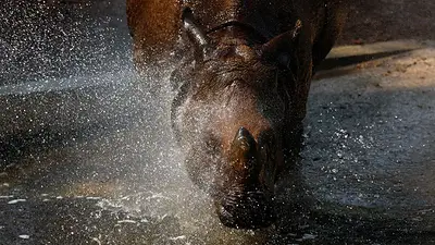 Los animales del zoo de Madrid comen helados para refrescarse durante la ola de calor Los animales del zoo de Madrid comen helados para refrescarse durante la ola de calor