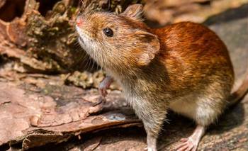 ¿Puede el hantavirus generar una pandemia? La palabra de expertos | Hantavirus