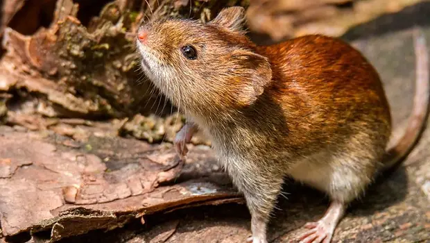 ¿Puede el hantavirus generar una pandemia? La palabra de expertos | Hantavirus