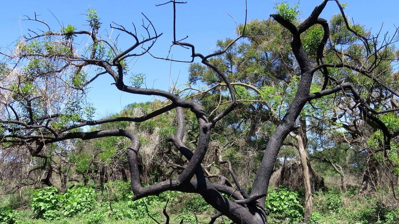 Catamarca, Córdoba y Entre Ríos continúan con focos de incendios forestales